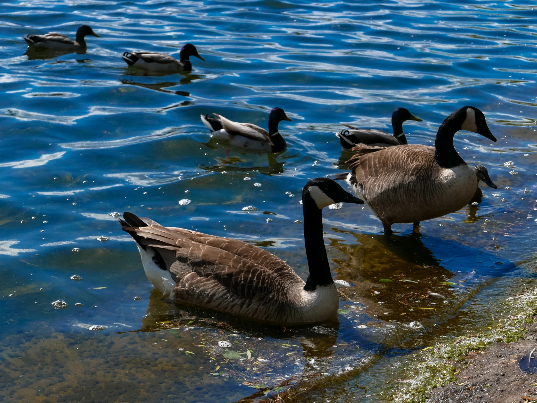 some brown and black birds are in the water