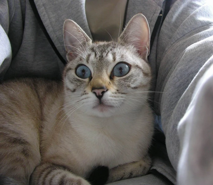 a cat with blue eyes sitting on the lap of someones legs