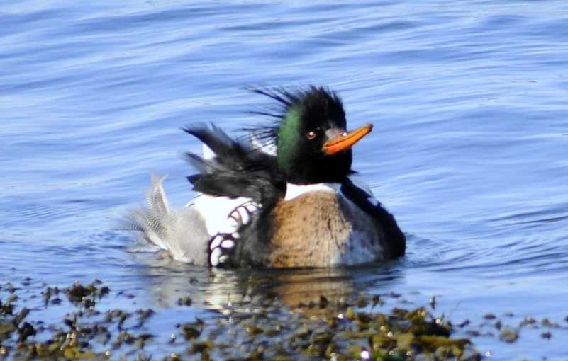 a close up of a duck in water with its feathers