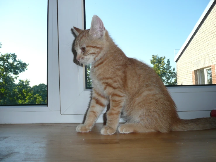 an orange cat looks at the pographer through the window