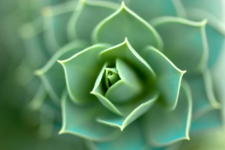 the center of a succulent with many layers