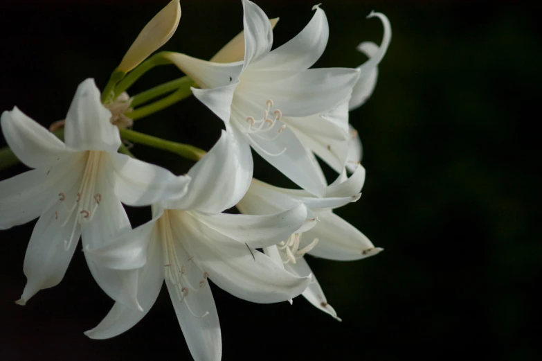 white lilies blooming in the sun light