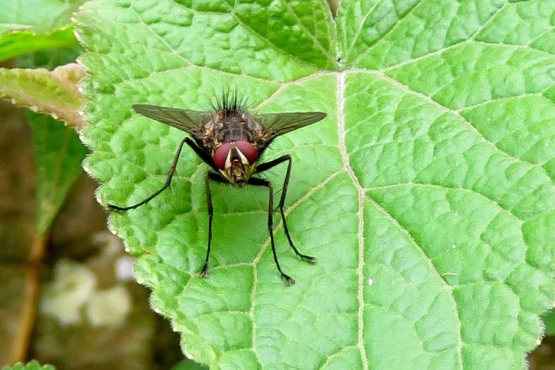 a fly sitting on a green leaf with long wings