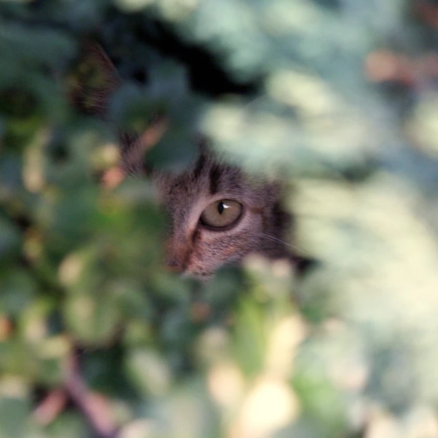a gray cat looking at the camera through a tree