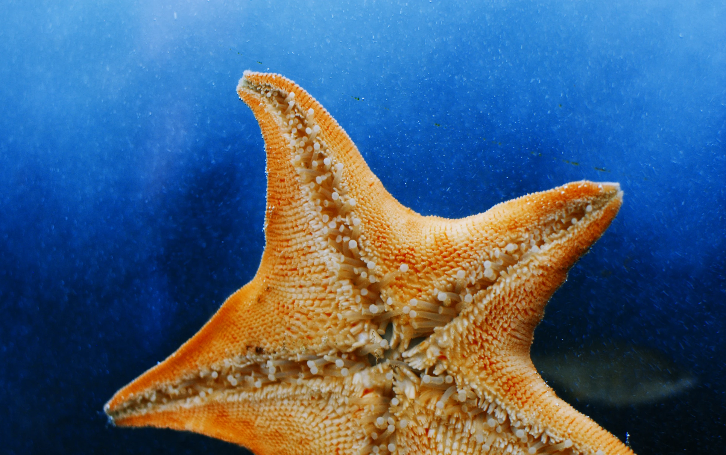 the starfish is pographed from below underwater view