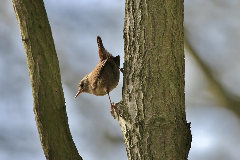 a bird that is standing on a nch