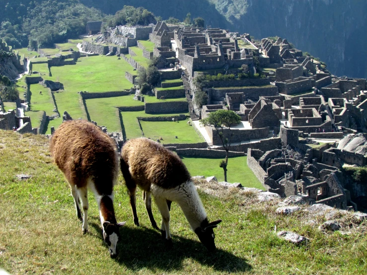 two llamas grazing in front of ruins and a large body of water