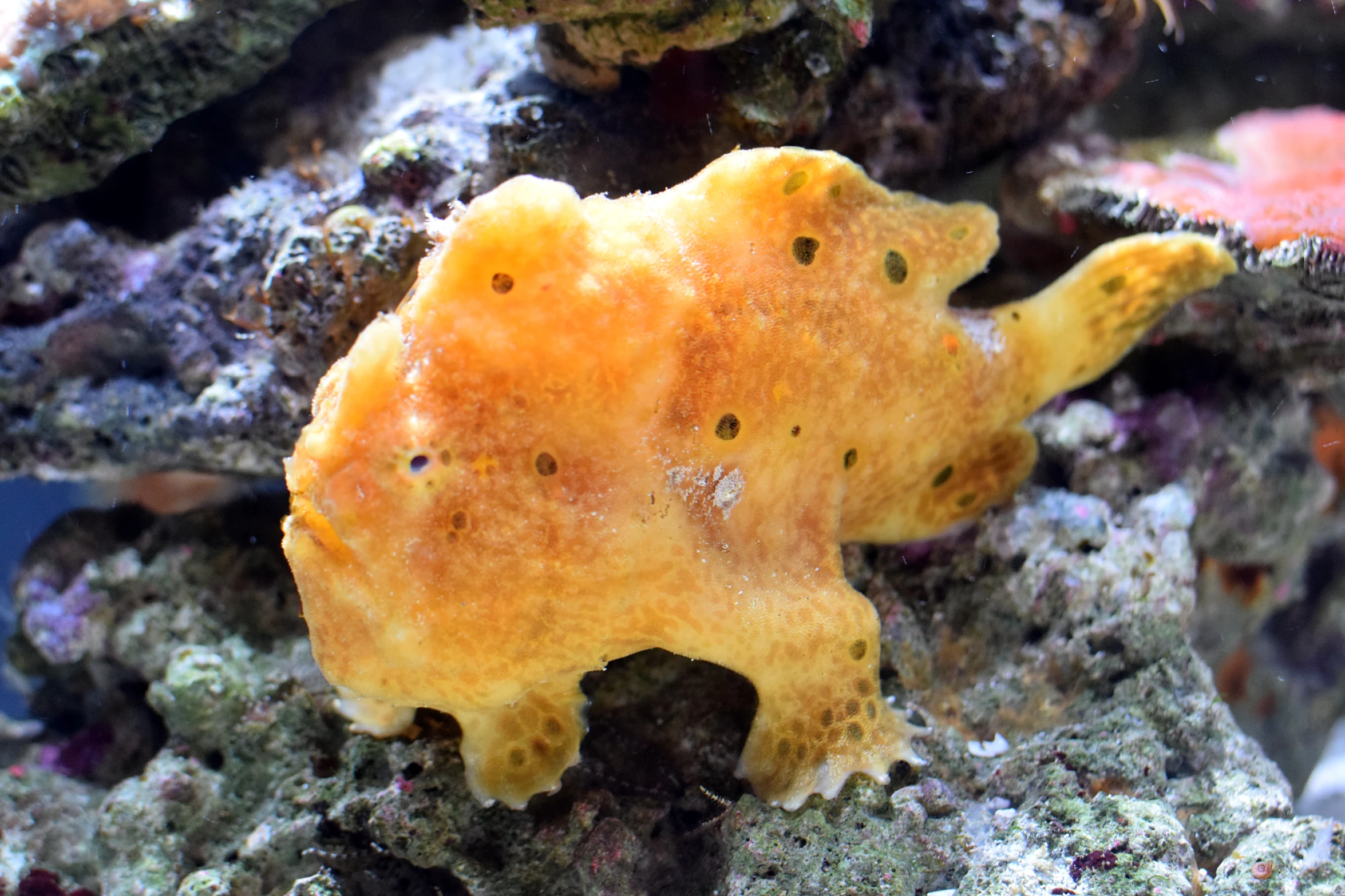 there are some sort of sea animal that is inside of an aquarium