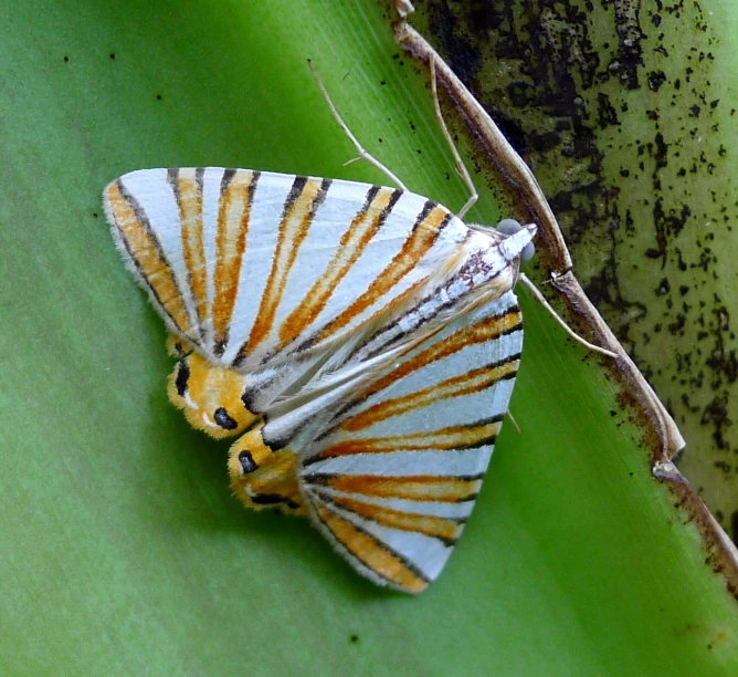 a striped moth on a green leaf near the leaves