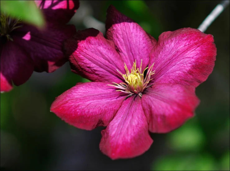 a red flower with pink center surrounded by green leaves