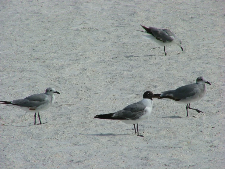 three seagulls standing around in the sand together