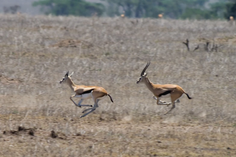 two gazelles running across a plain during the day