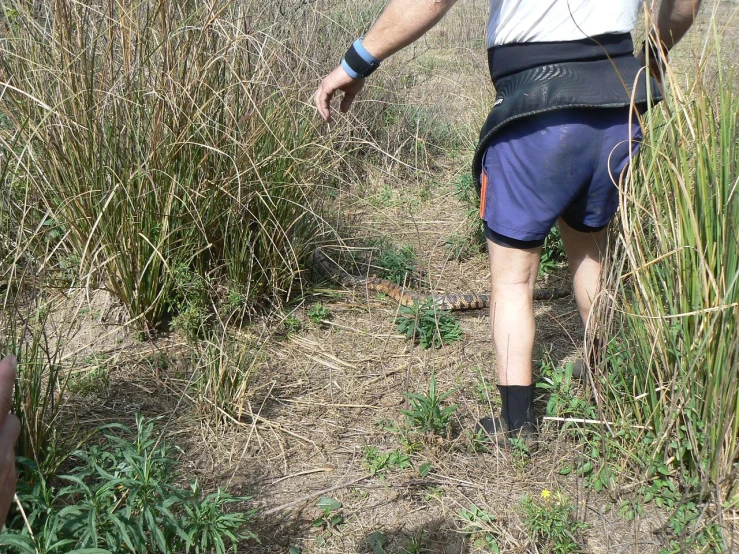 the person is walking through a patch of tall grass