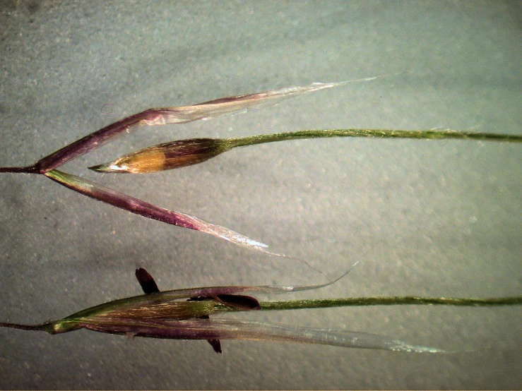 three water plants with very thin stems and very sharp petals