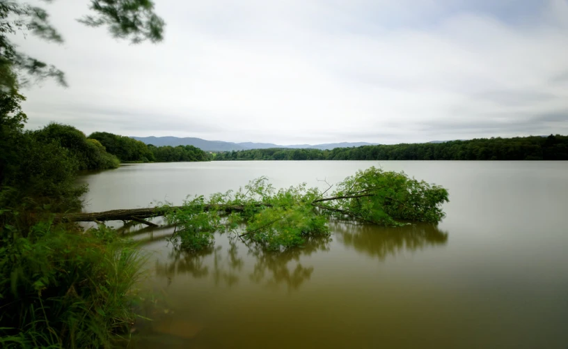 a flooded area by the water with a large nch on it