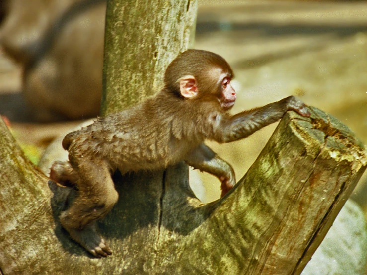 a baby monkey stands on a tree nch