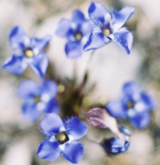 blue flowers are blooming from the top of a plant