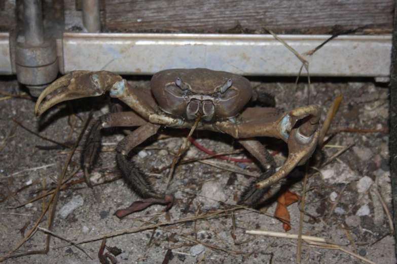 a large crab with no legs on the ground