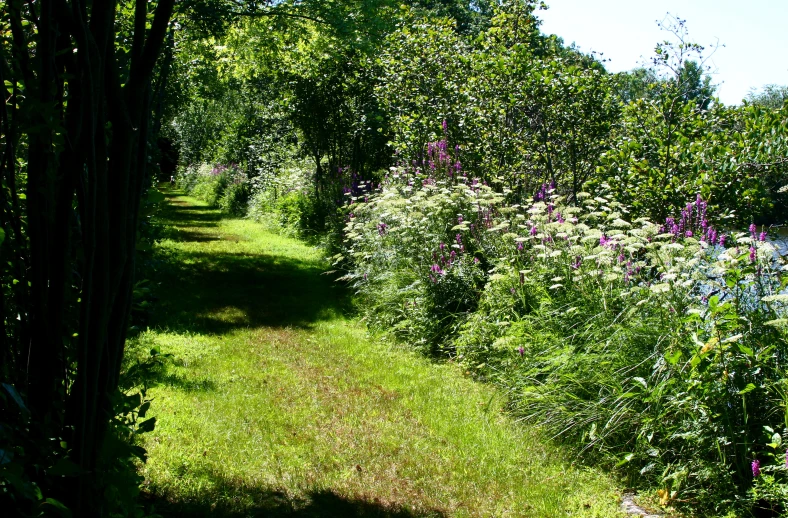 an empty path near many different trees and flowers