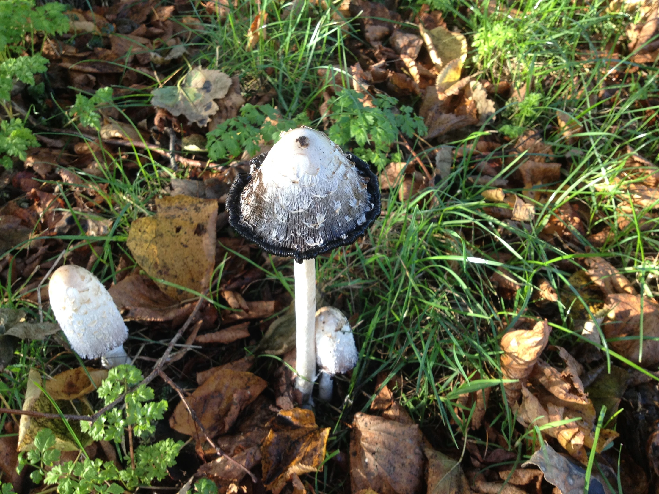a mushroom sitting on the ground in a grassy field