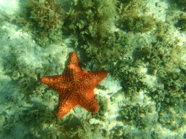 a starfish with orange spots is swimming near other corals