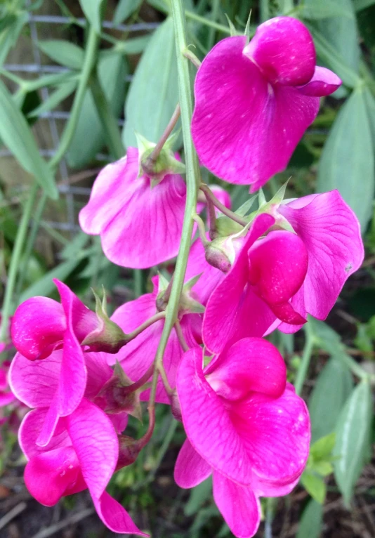 bright pink flowers blooming in a garden