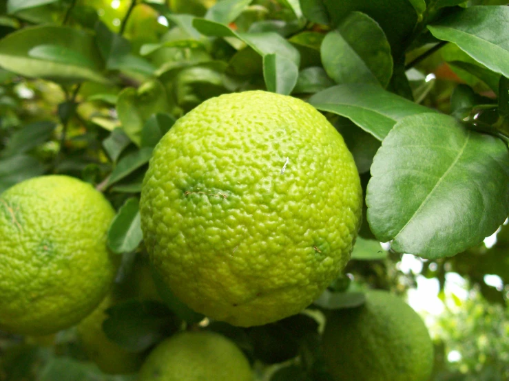 three limes in the tree with some green leaves