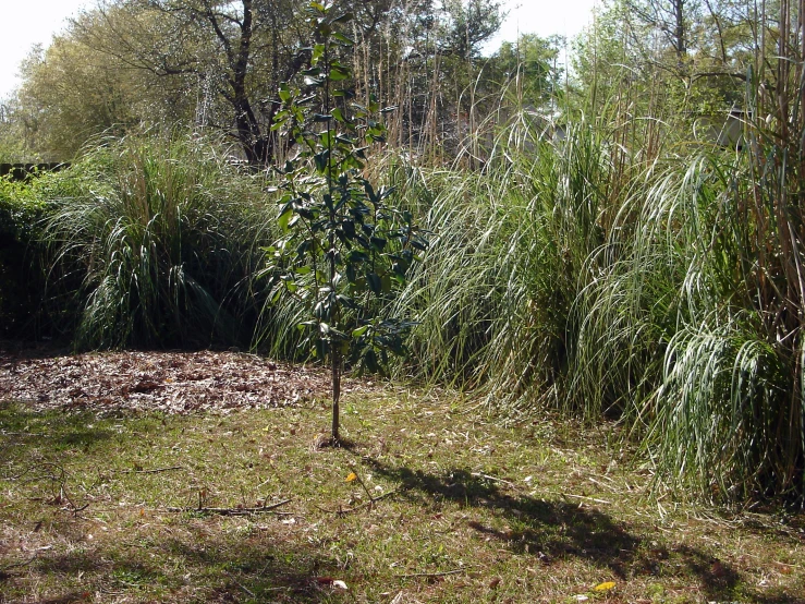 a tall bamboo tree sitting next to some bushes