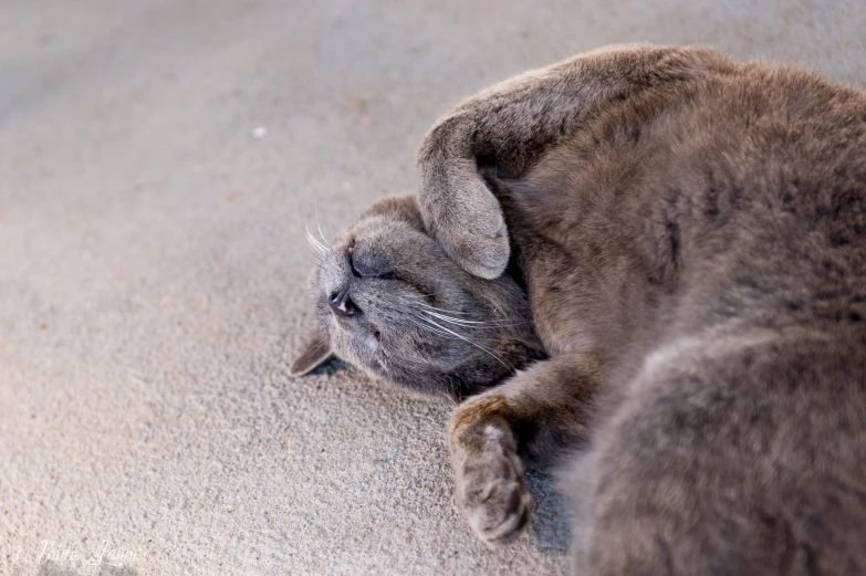 a cat laying on the ground near its tail