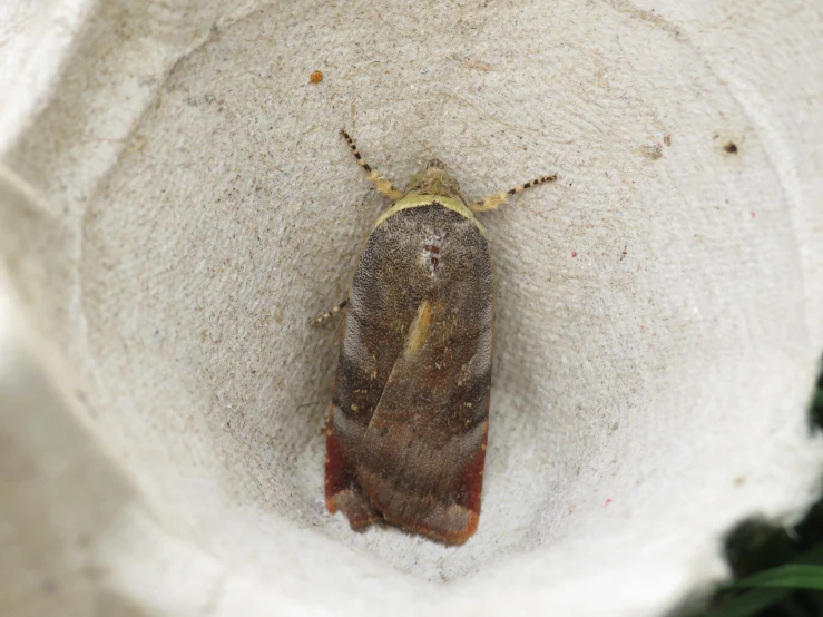 a brown insect resting on a white flower