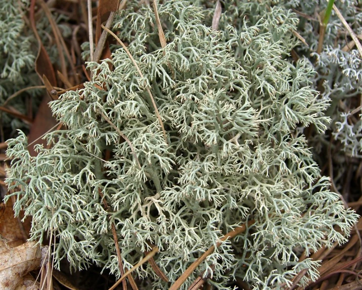 some grass is covered in lichen and leaves