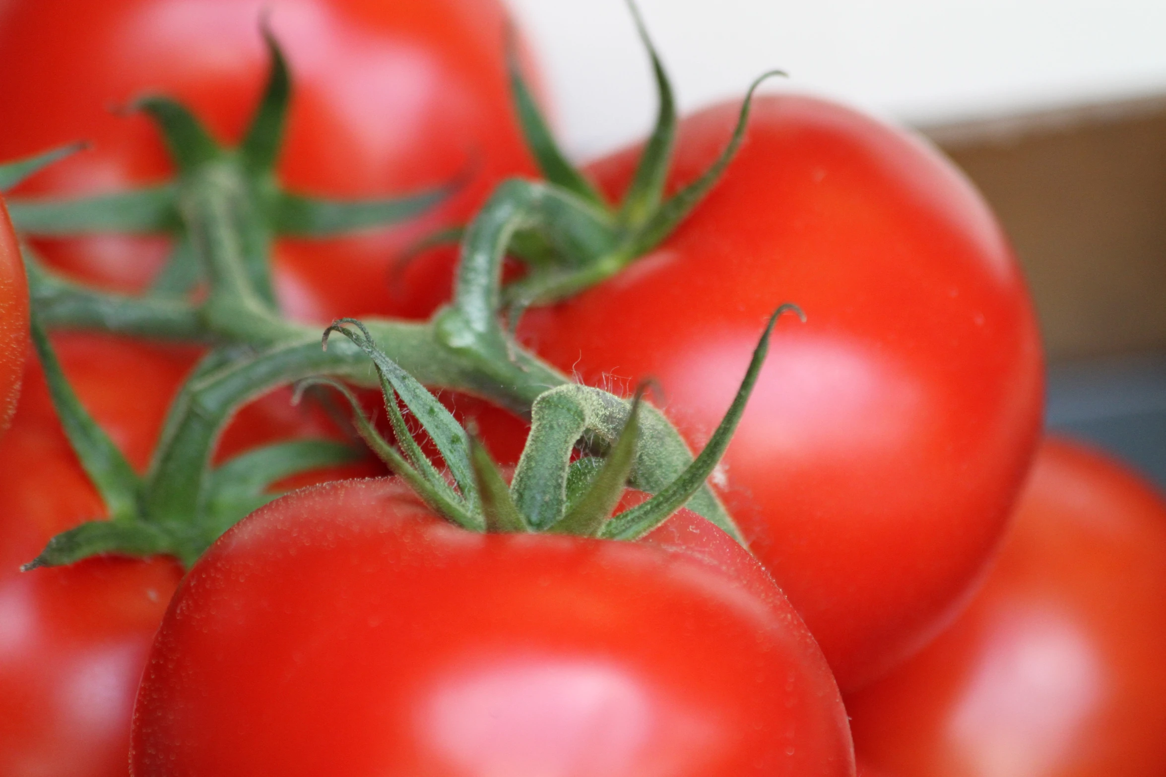 a group of red tomatoes are shown for the camera