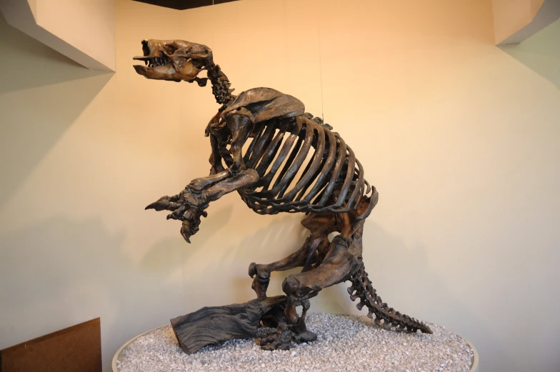 a dinosaur skeleton in museum setting with white walls