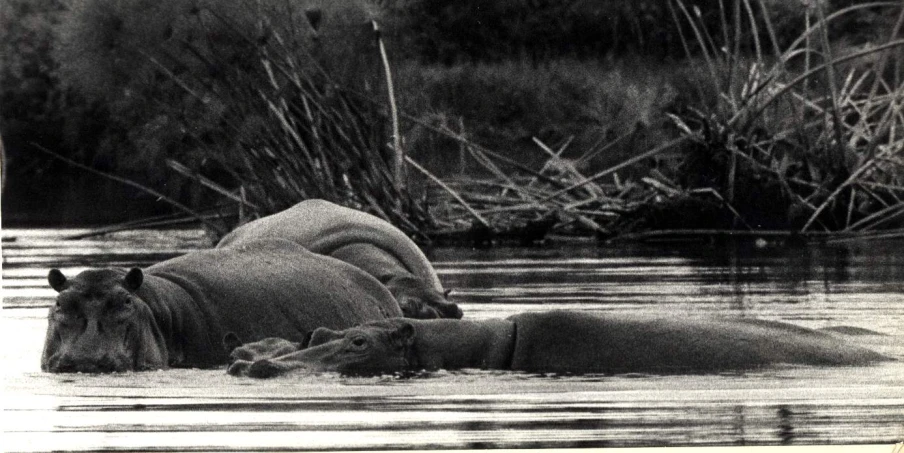 two hippos swimming in a body of water