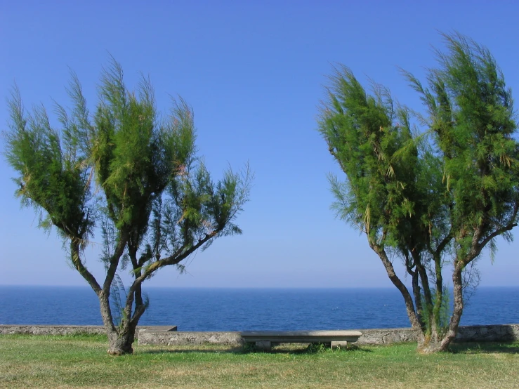 three trees near the sea on a clear day