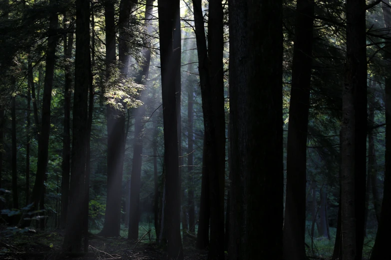 sunlight shining through the woods into the dark