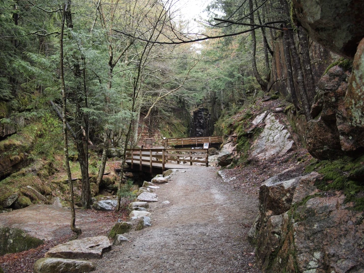 a wooden bench sitting between trees on a path in the forest