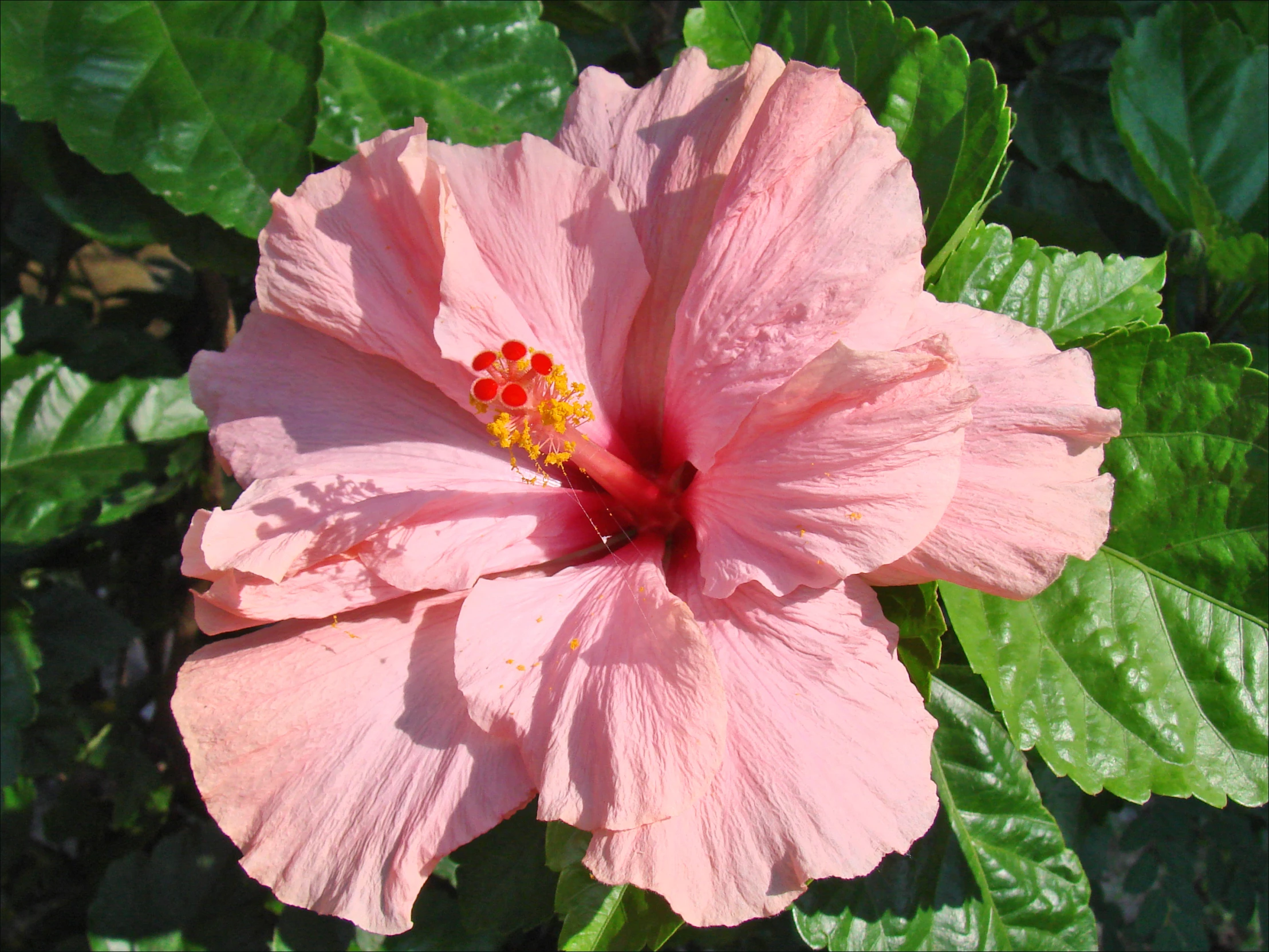 a pink flower is sitting in some green leaves