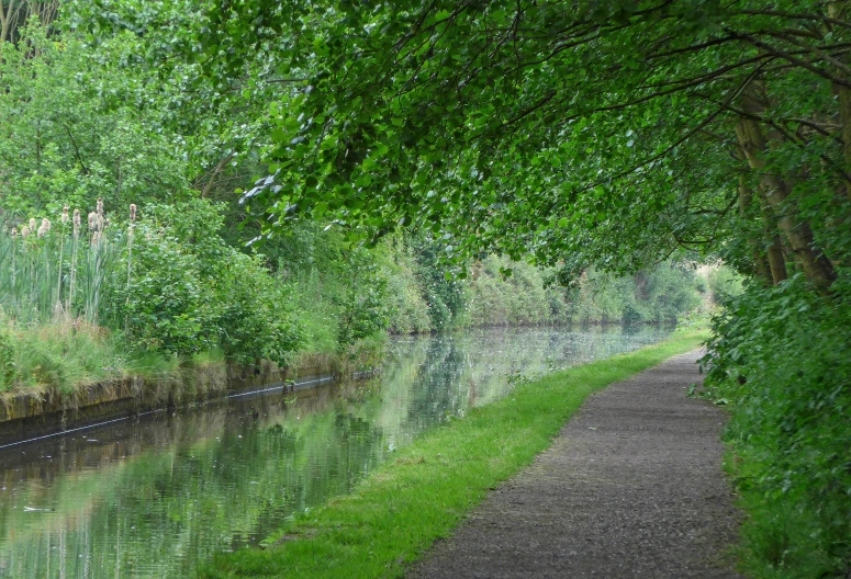 the trees are lined along side of the river