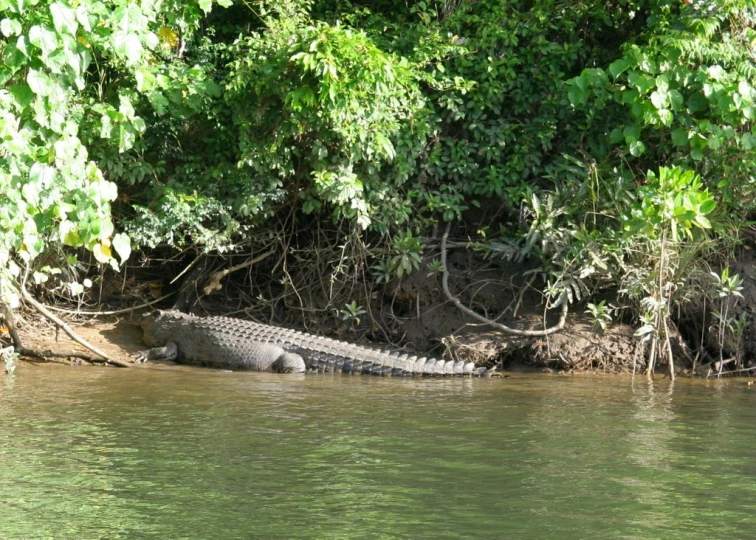 an alligator is floating on the water next to trees