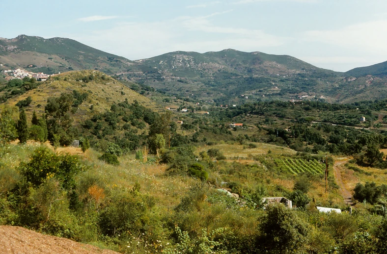 a hill with a large amount of trees on it