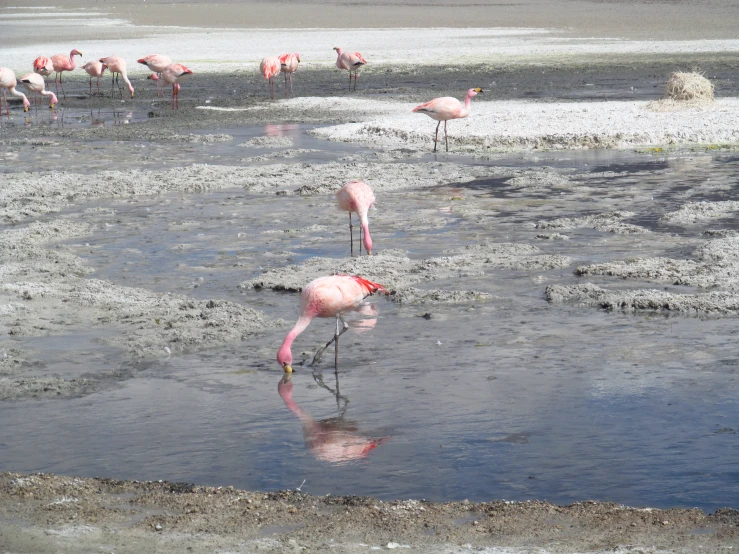 a group of flamingos drinking water from a lake