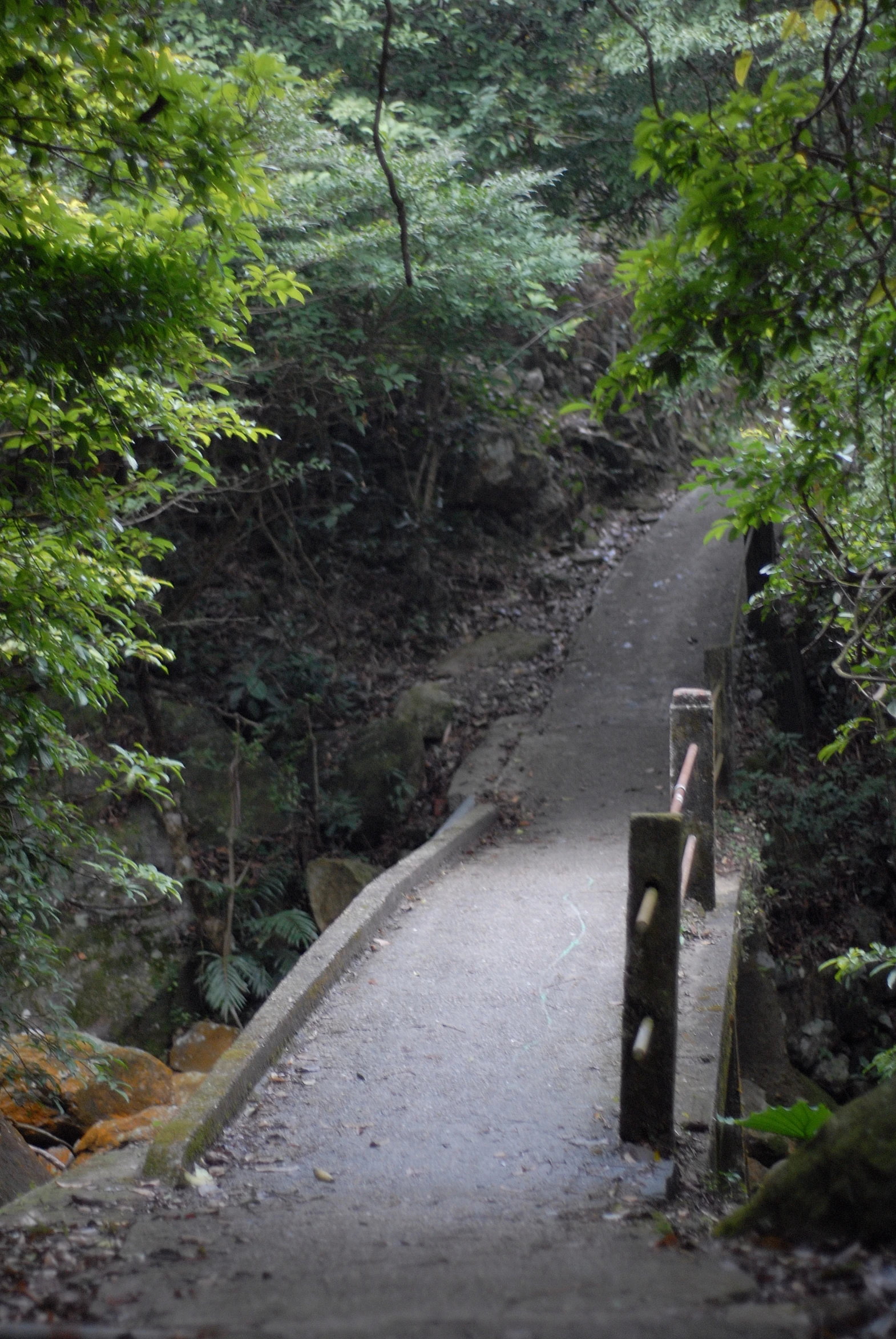 a path in the woods leading to trees