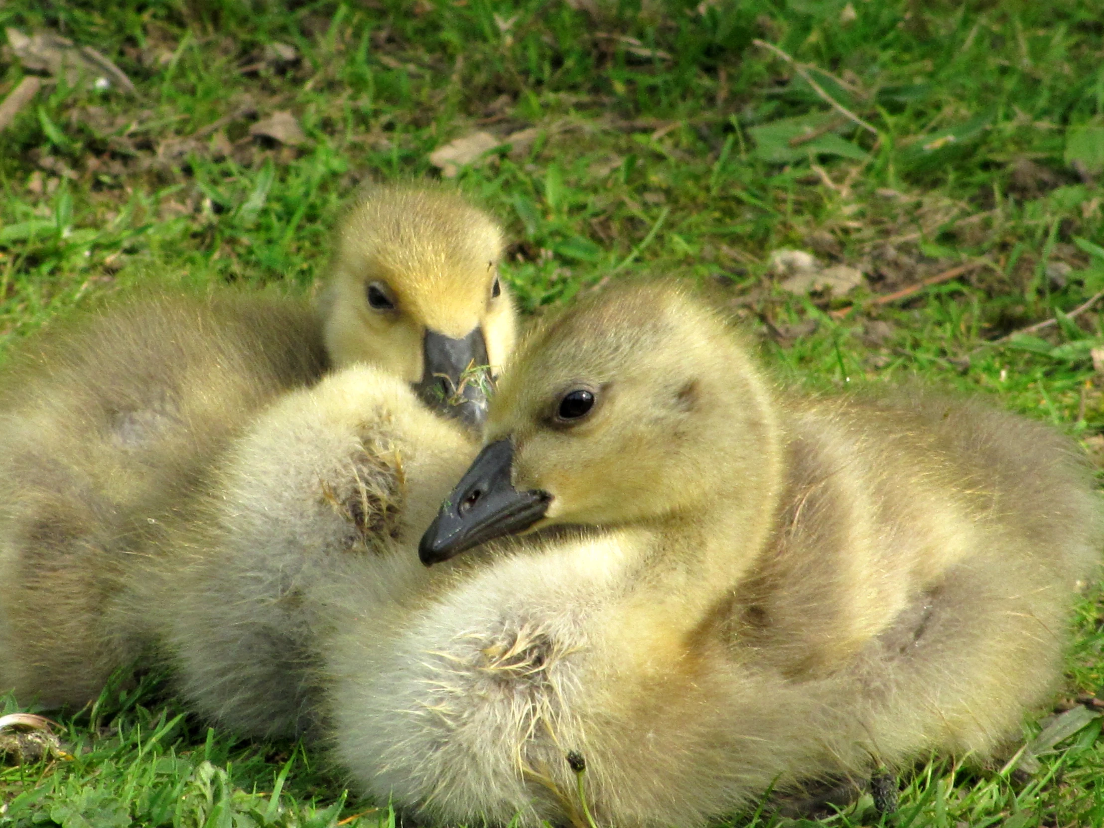 the baby ducks are sitting next to their mother