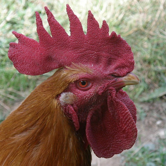 an image of a rooster head with red hair