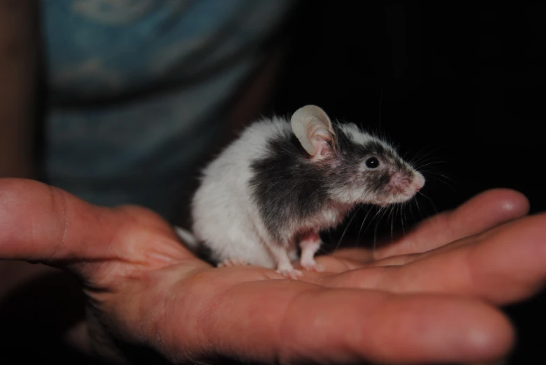 a person holding a small animal in their hand