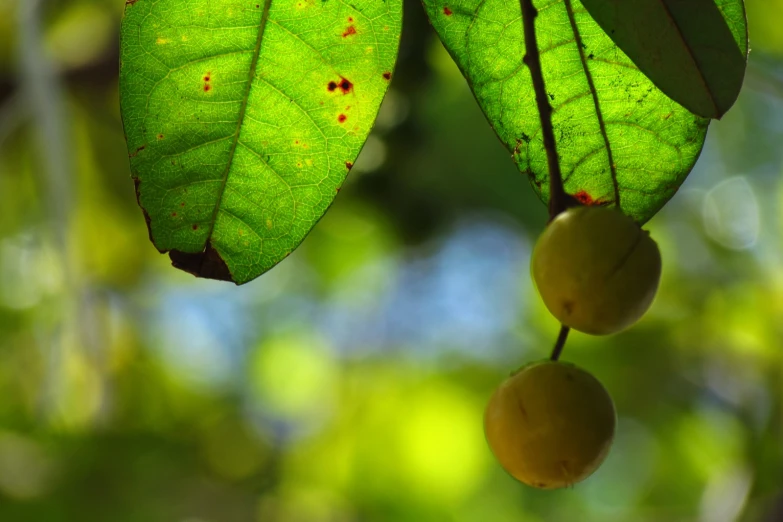 the green leaves of a tree and two small fruits are hanging from them