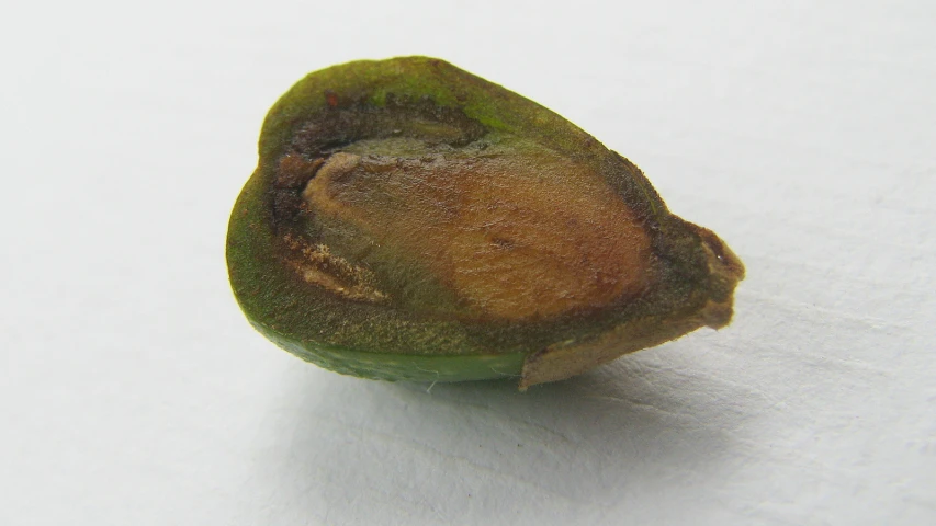 a close up of a green piece of fruit