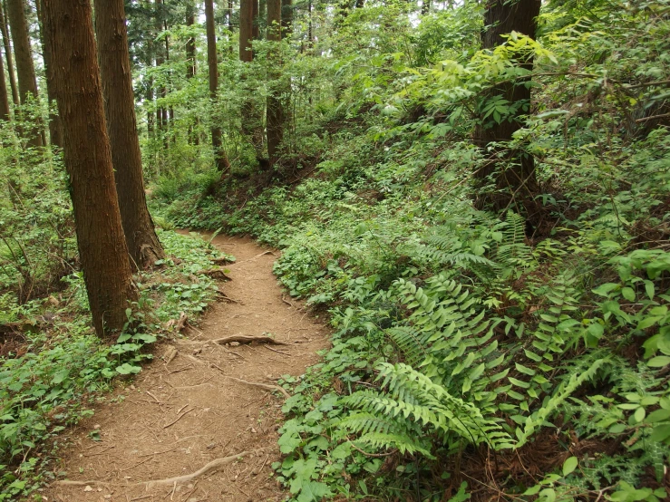 a walk trail is surrounded by plants and trees