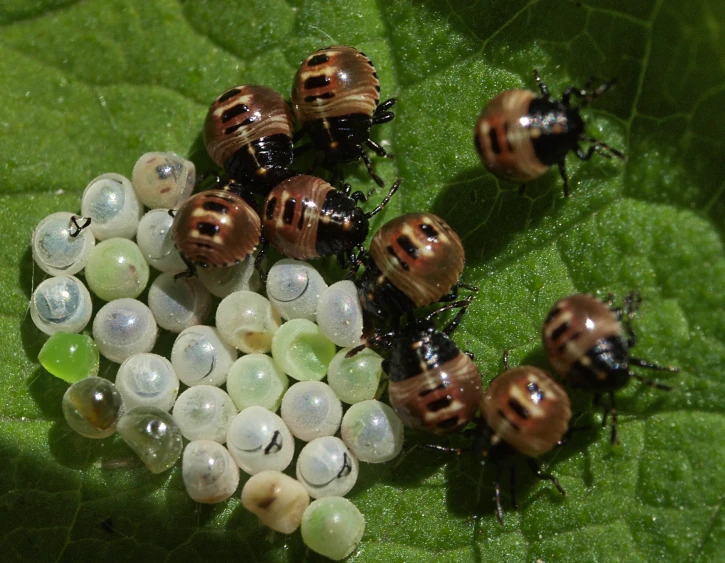 many insects are on the edge of a leaf